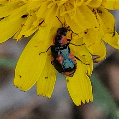 Dicranolaius villosus (Melyrid flower beetle) at Bruce, ACT - 23 Oct 2024 by trevorpreston