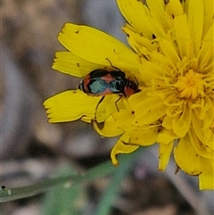 Dicranolaius villosus at Bruce, ACT - 23 Oct 2024 12:51 PM