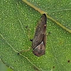 Brunotartessus fulvus (Yellow-headed Leafhopper) at Bruce, ACT - 23 Oct 2024 by trevorpreston