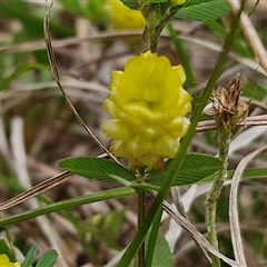 Trifolium campestre (Hop Clover) at Aranda, ACT - 23 Oct 2024 by trevorpreston