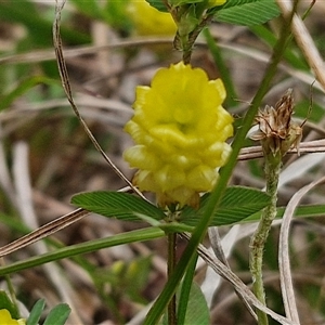 Trifolium campestre at Aranda, ACT - 23 Oct 2024