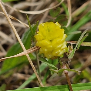 Trifolium campestre at Aranda, ACT - 23 Oct 2024