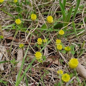 Trifolium campestre at Aranda, ACT - 23 Oct 2024