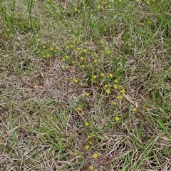 Trifolium campestre at Aranda, ACT - 23 Oct 2024