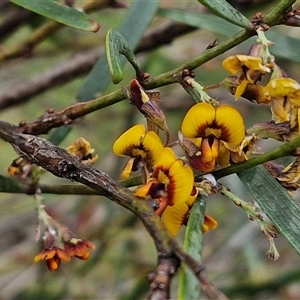 Daviesia mimosoides at Bruce, ACT - 23 Oct 2024