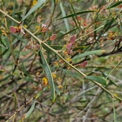 Daviesia mimosoides at Bruce, ACT - 23 Oct 2024