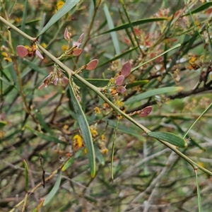 Daviesia mimosoides at Bruce, ACT - 23 Oct 2024