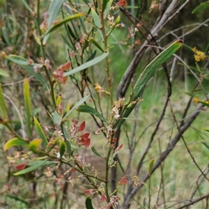 Daviesia mimosoides at Bruce, ACT - 23 Oct 2024