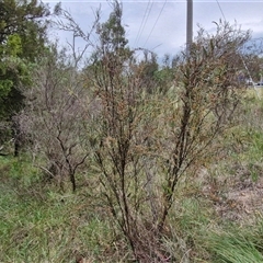 Daviesia mimosoides at Bruce, ACT - 23 Oct 2024