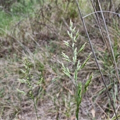 Lolium arundinaceum (Tall Fescue) at Bruce, ACT - 23 Oct 2024 by trevorpreston