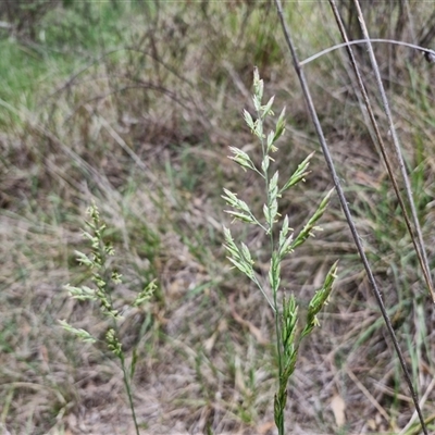 Lolium arundinaceum (Tall Fescue) at Bruce, ACT - 23 Oct 2024 by trevorpreston