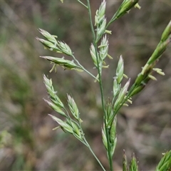 Lolium arundinaceum at Bruce, ACT - 23 Oct 2024 12:37 PM