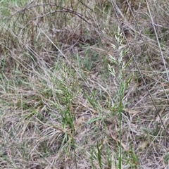 Lolium arundinaceum at Bruce, ACT - 23 Oct 2024 12:37 PM