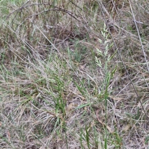 Lolium arundinaceum at Bruce, ACT - 23 Oct 2024 12:37 PM