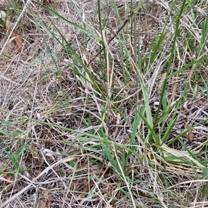 Lolium arundinaceum at Bruce, ACT - 23 Oct 2024 12:37 PM