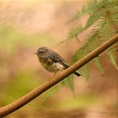 Eopsaltria australis at Acton, ACT - 23 Oct 2024