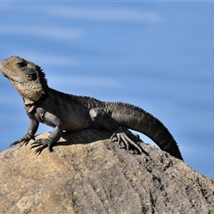 Intellagama lesueurii lesueurii (Eastern Water Dragon) at Tahmoor, NSW - 22 Oct 2024 by Freebird