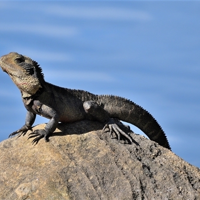 Intellagama lesueurii lesueurii (Eastern Water Dragon) at Tahmoor, NSW - 22 Oct 2024 by Freebird