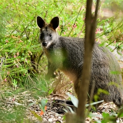 Wallabia bicolor (Swamp Wallaby) at Acton, ACT - 23 Oct 2024 by Thurstan