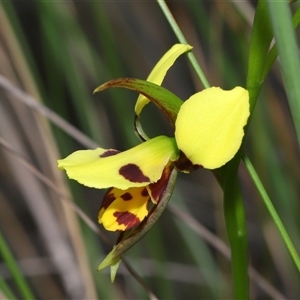 Diuris sulphurea at Forde, ACT - 23 Oct 2024