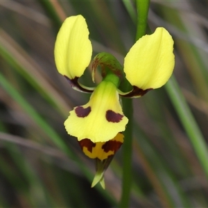 Diuris sulphurea at Forde, ACT - 23 Oct 2024