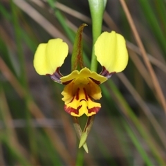 Diuris sulphurea at Forde, ACT - 23 Oct 2024