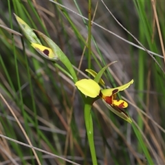 Diuris sulphurea at Forde, ACT - 23 Oct 2024