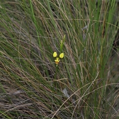 Diuris sulphurea at Forde, ACT - suppressed