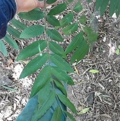 Unidentified Other Tree at Pappinbarra, NSW - 23 Oct 2024 by jonvanbeest