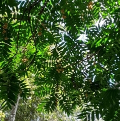 Didymocheton rufus at Pappinbarra, NSW - 23 Oct 2024 01:38 PM