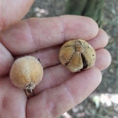 Didymocheton rufus at Pappinbarra, NSW - 23 Oct 2024 01:38 PM