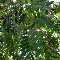 Didymocheton rufus at Pappinbarra, NSW - 23 Oct 2024 01:38 PM