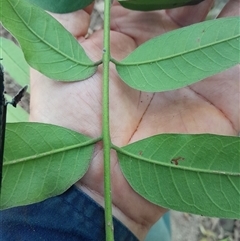 Didymocheton rufus at Pappinbarra, NSW - 23 Oct 2024 01:38 PM