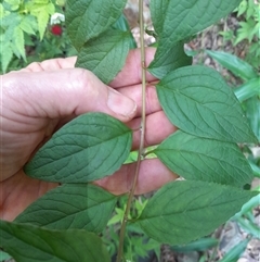 Deeringia amaranthoides at Pappinbarra, NSW - 23 Oct 2024 01:32 PM