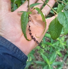 Deeringia amaranthoides at Pappinbarra, NSW - 23 Oct 2024 01:32 PM