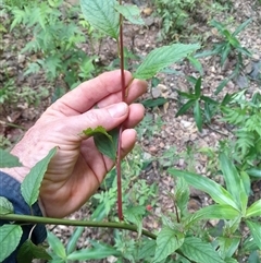 Deeringia amaranthoides at Pappinbarra, NSW - 23 Oct 2024 01:32 PM
