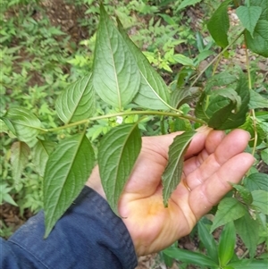 Deeringia amaranthoides at Pappinbarra, NSW - 23 Oct 2024 01:32 PM
