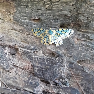 Bracca matutinata at Pappinbarra, NSW - suppressed