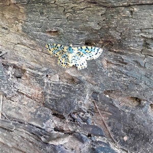 Bracca matutinata at Pappinbarra, NSW - suppressed