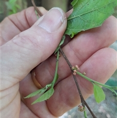 Aphananthe philippinensis (rough-leaved elm, native elm, axe-handle wood) at Pappinbarra, NSW - 23 Oct 2024 by jonvanbeest