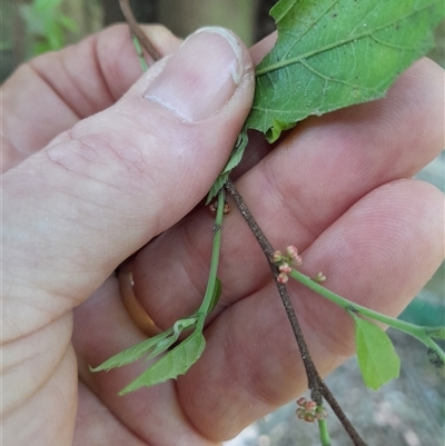 Aphananthe philippinensis (rough-leaved elm, native elm, axe-handle wood) at Pappinbarra, NSW - 23 Oct 2024 by jonvanbeest