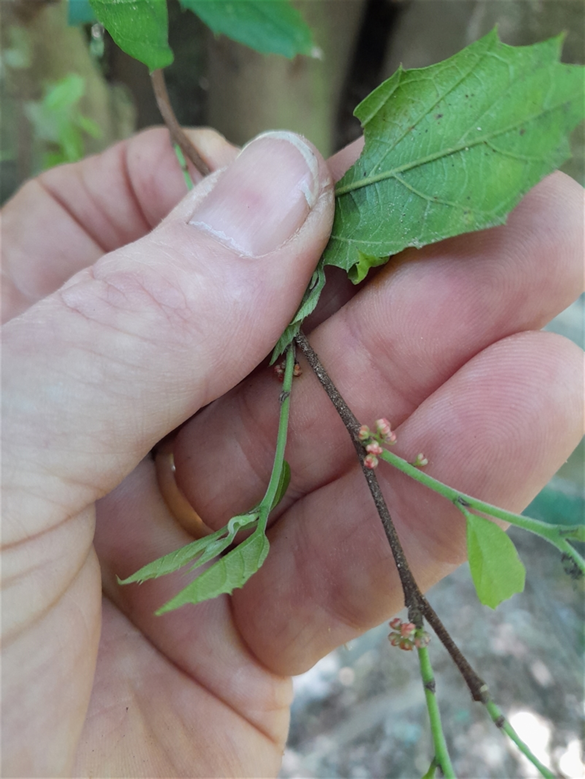 Aphananthe philippinensis at Pappinbarra, NSW - 23 Oct 2024 01:21 PM