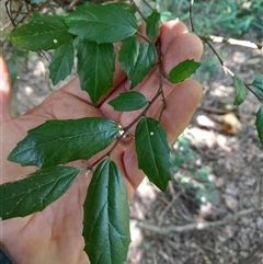 Aphananthe philippinensis at Pappinbarra, NSW - 23 Oct 2024 01:21 PM