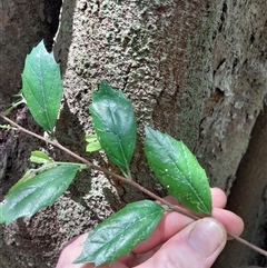 Aphananthe philippinensis at Pappinbarra, NSW - 23 Oct 2024 01:21 PM