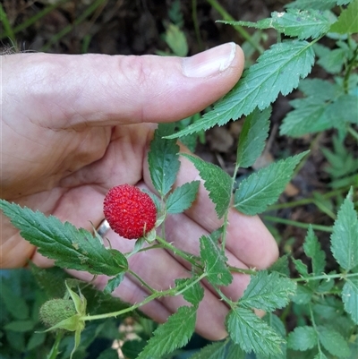 Rubus rosifolius (Rose-leaf Bramble) at Pappinbarra, NSW - 23 Oct 2024 by jonvanbeest