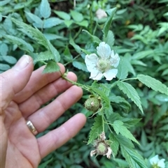 Rubus rosifolius at Pappinbarra, NSW - 23 Oct 2024