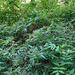 Rubus rosifolius at Pappinbarra, NSW - 23 Oct 2024