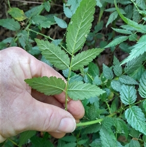 Rubus rosifolius at Pappinbarra, NSW - 23 Oct 2024