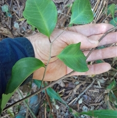 Unverified at suppressed - suppressed