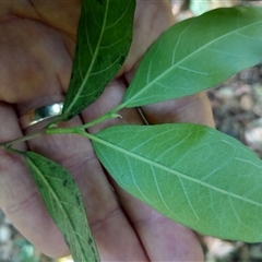 Streblus brunonianus at Pappinbarra, NSW - 23 Oct 2024 01:03 PM